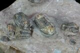 Cluster Of Proetid (Timsaloproetus?) Trilobites - Jorf, Morocco #125279-1